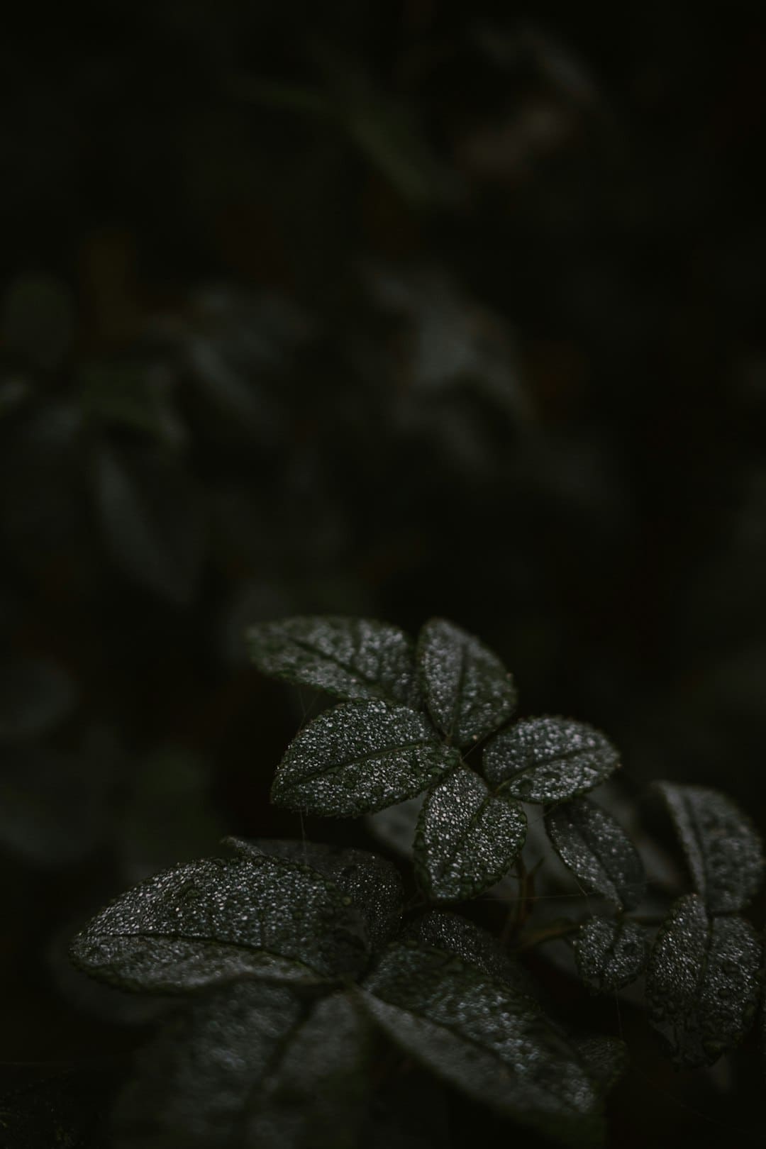 儿子称郑佩佩留下的钱不行治疗费 筹款求助引发重视